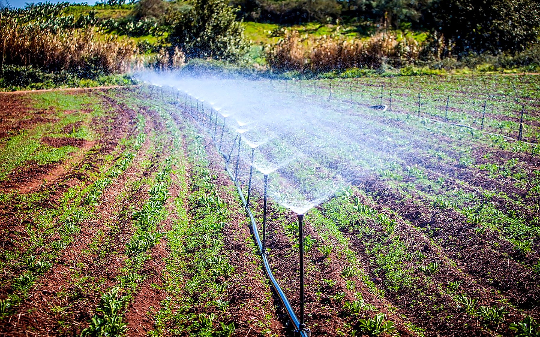 Irrigation system watering a cultivated field